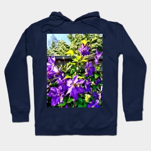 Clematis - Solina Clematis on Fence Hoodie